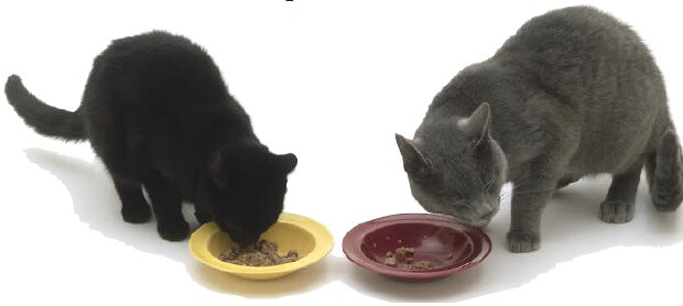 The “raw” data — Doctor’s test cats thrived on raw diet